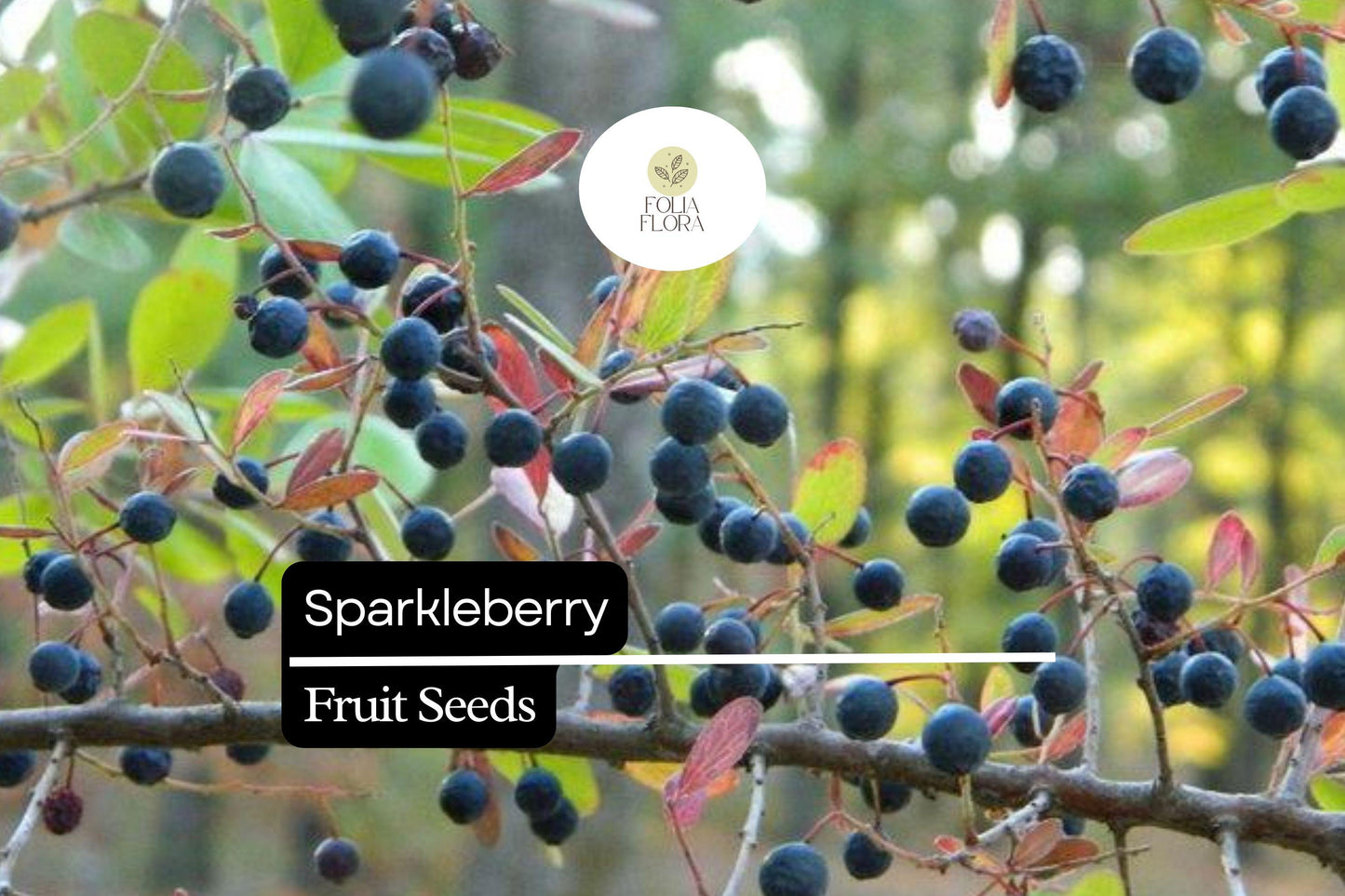 Sparkleberry Seeds 25+ | Vaccinium Arboreum | Native Farkleberry Huckleberry for Wildlife Gardens