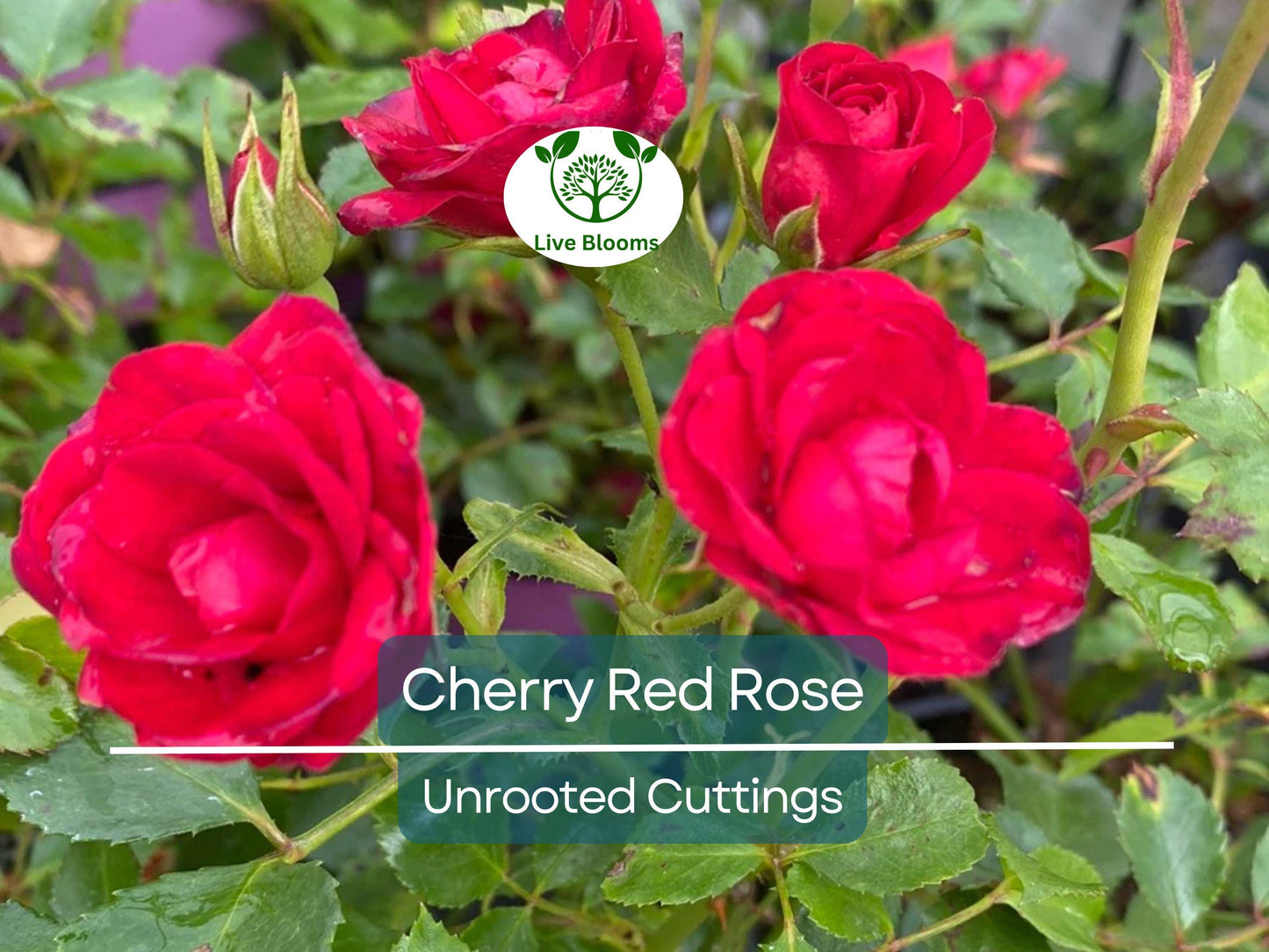 3 Unrooted Cherry Red Rose Cuttings - Easy to Root 7 Inch Garden Roses for Propagation