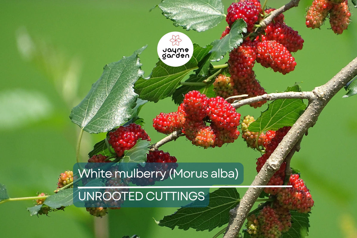 10 White Mulberry Cuttings 6-8” Organic Sweet Fruit Tree Morus Alba | Fast Growing, Cold Hardy, Easy to Root, Edible Garden