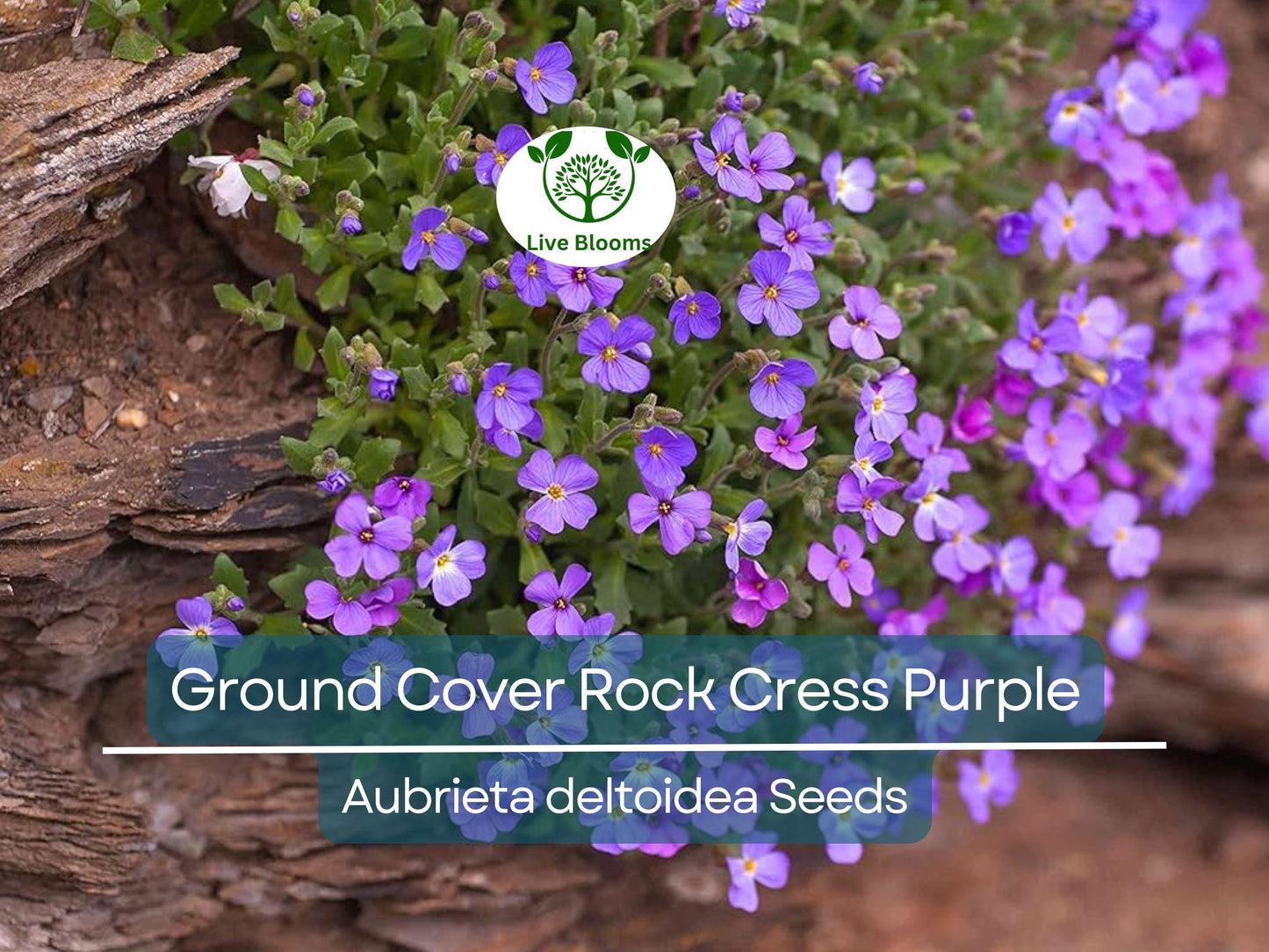 1000 Seeds Ground Cover Rock Cress Purple (Aubrieta deltoidea) Fragrant, Non-GMO, Pollinator Friendly