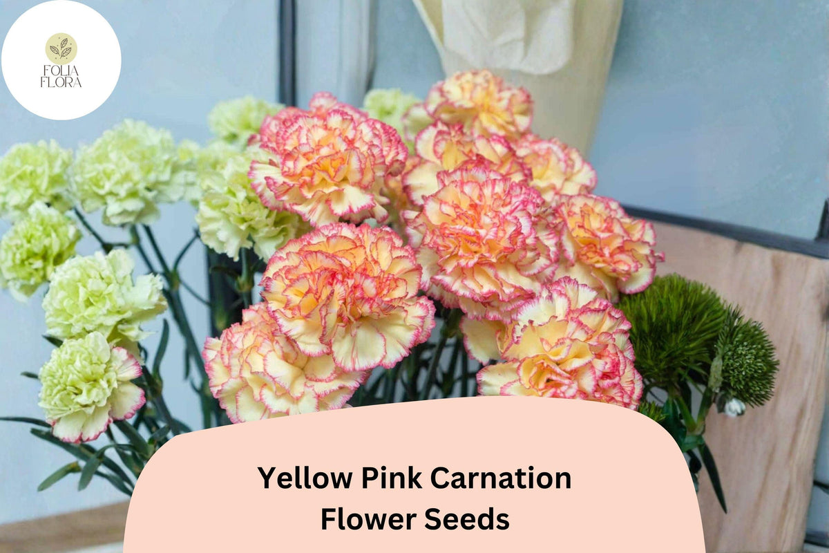 200+ Yellow Pink Carnation Seeds | Dianthus caryophyllus Bicolor Blooms for Garden Planting