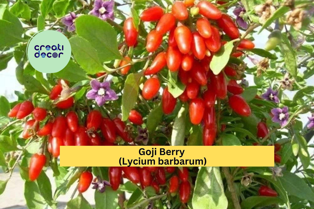 Goji Berry Cuttings - 10 Thin Stem Cuttings - Lycium Barbarum - Live Wolfberry for Rooting & Propagation - Fruiting Shrub