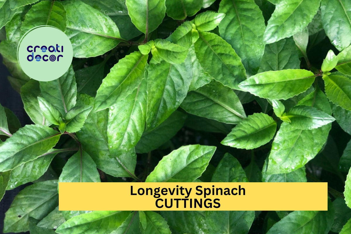 5 Longevity Spinach Cuttings (Gynura procumbens) – Fresh Unrooted Stems for Easy Growing in Garden or Pot – Free USA Shipping