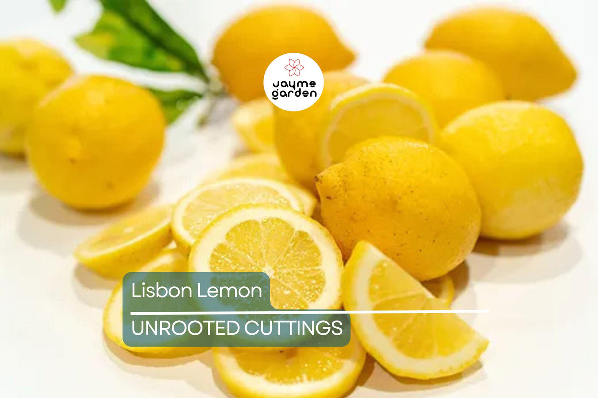 Unrooted Lemon Cuttings - 5 Pack Fresh 8" Lisbon Lemon Cuttings (Citrus limon) for Grafting & Propagation at Home