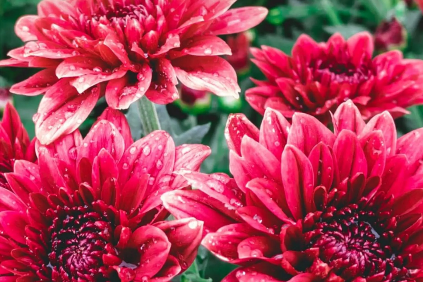 Chrysanthemum Seeds, 200+ Ayslee Pink Mum, Annual Flower Seeds, Chrysanthemum morifolium, Garden Bedding Plants