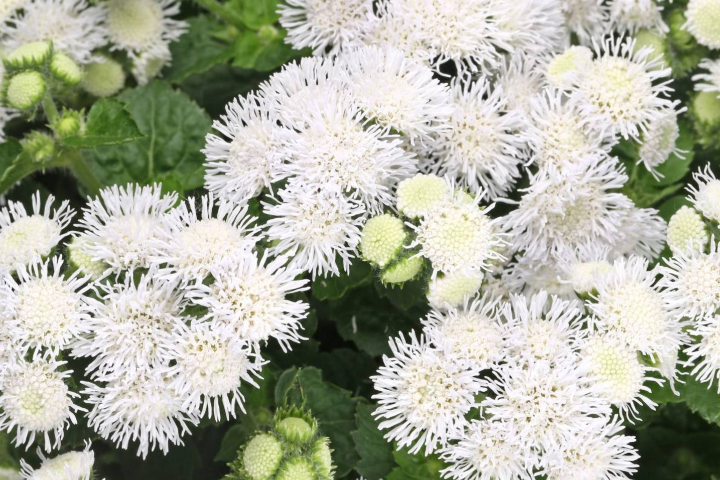 Ageratum Seeds - 150 Pack - Passion White Annual Flower Seeds for Garden, Borders, Containers - Ageratum houstonianum