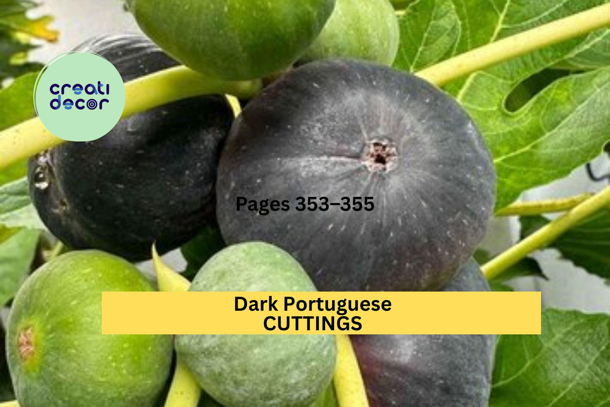 Dark Portuguese Fig Cutting - 8"+ Unrooted Stem with 3+ Nodes for Propagation in Gardens & Orchards