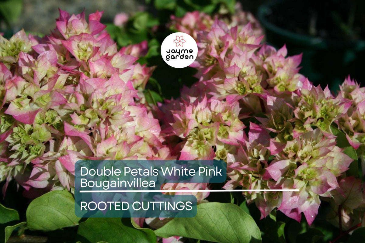 Rare Double Petal Bougainvillea Cuttings - 3 Fresh 3-5" White Pink Flowers, Climbing Plant, Bougainvillea glabra
