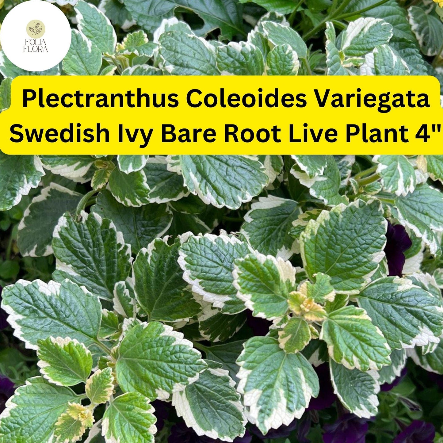 Plectranthus coleoides ‘Variegata’ | 4" Bare Root Swedish Ivy Plant with Variegated Foliage