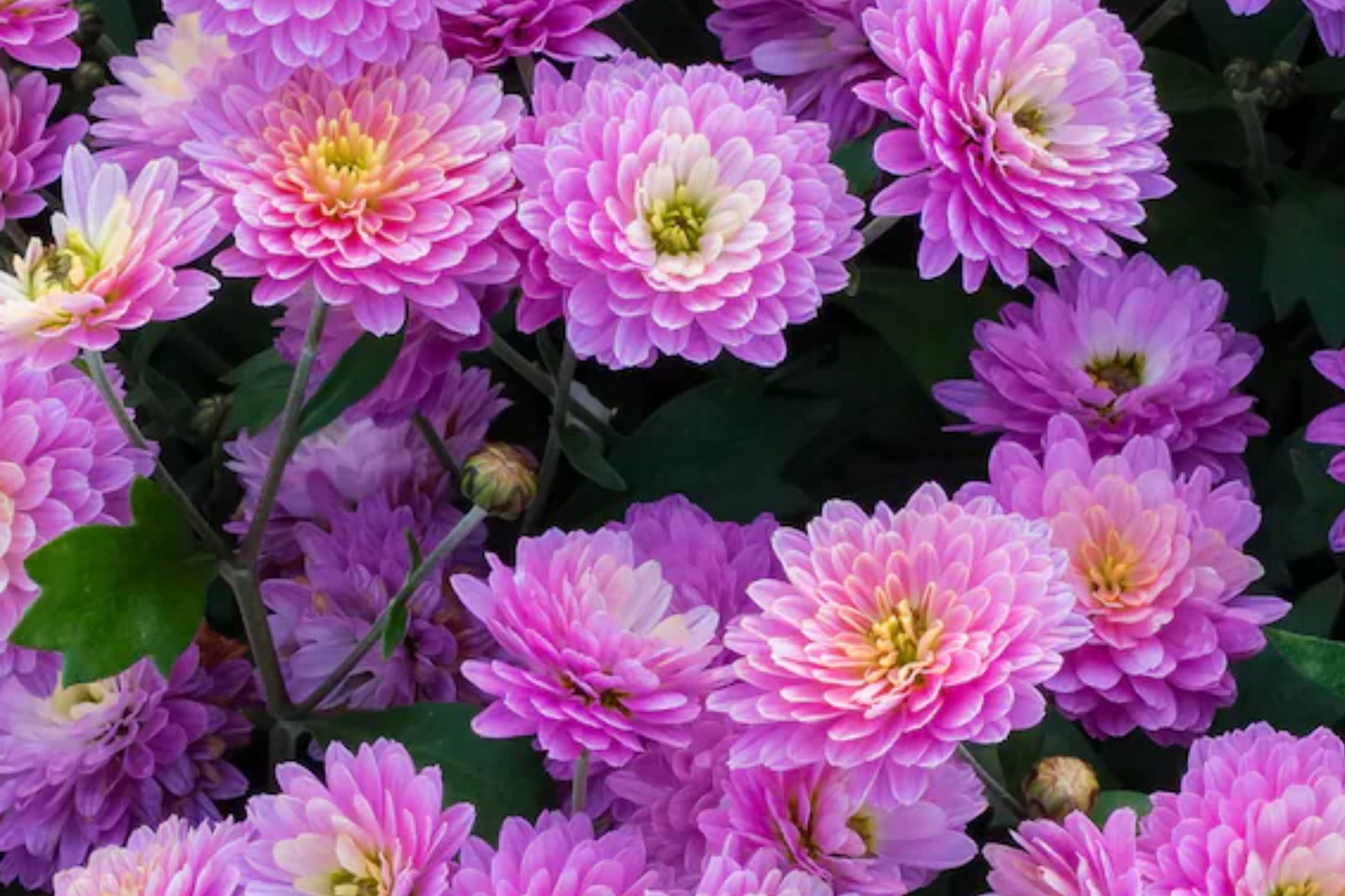 Amethyst Breeze Mum Seeds - 200+ Chrysanthemum morifolium Purple Flower Seeds for Gardens & Containers