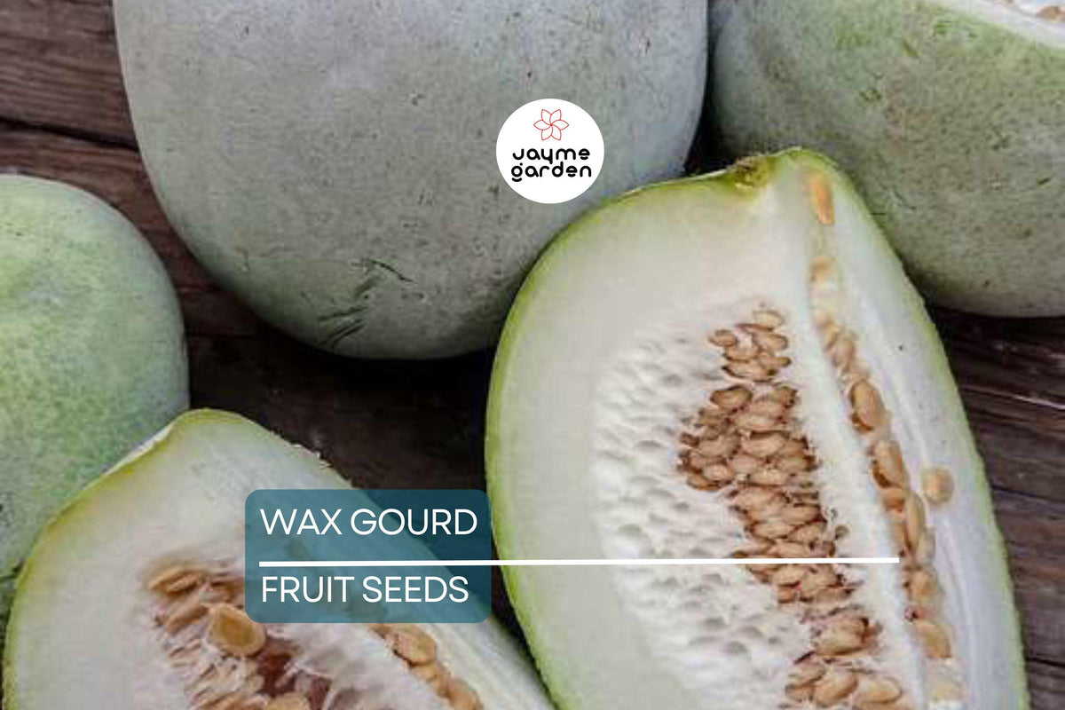 20 Wax Gourd Seeds - Fuzzy Winter Melon, Heirloom, Benincasa hispida, Oblong Shape, Long Storage, Ideal for Soups and Jams