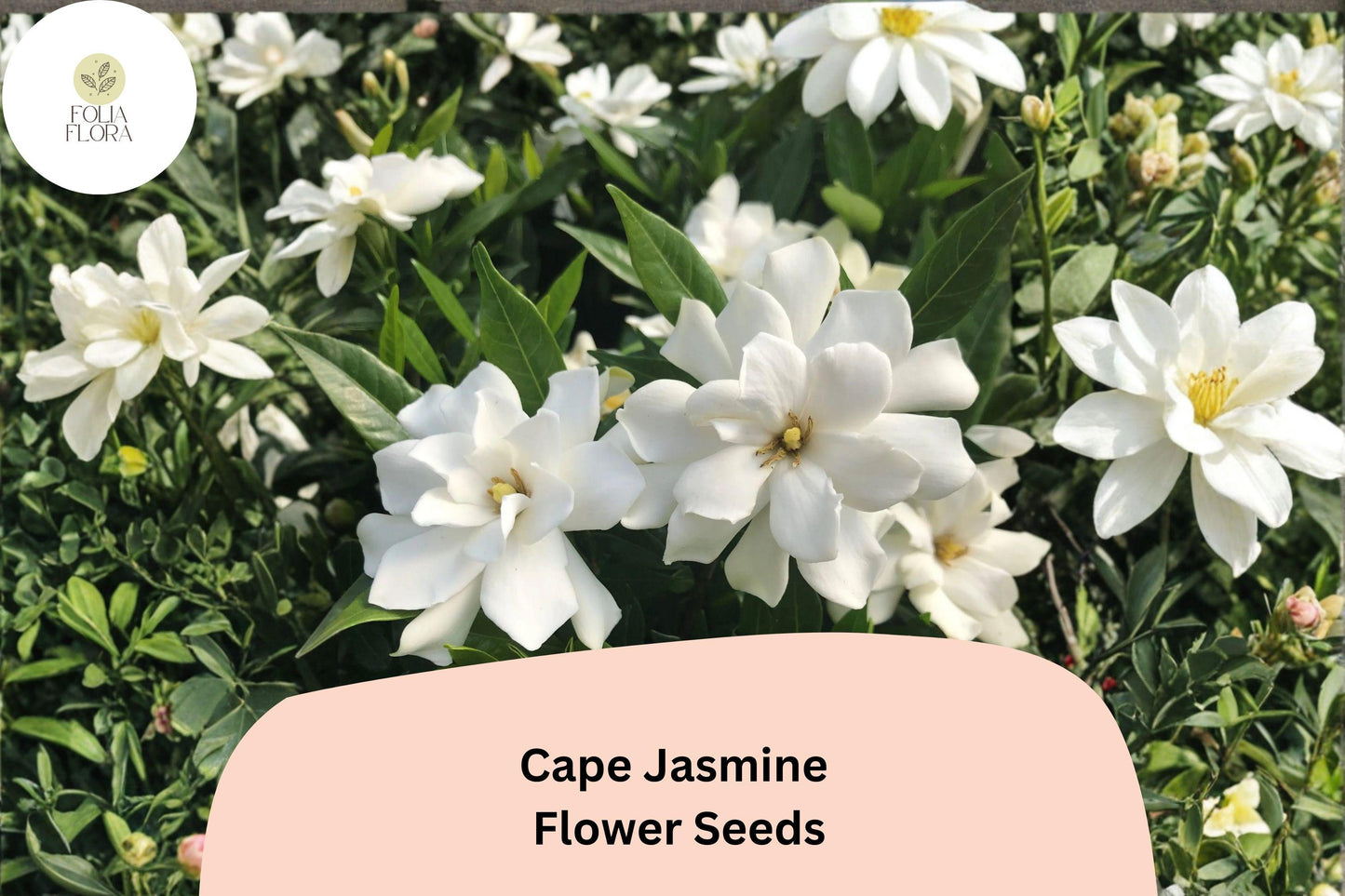 Cape Jasmine Seeds 20 | Gardenia jasminoides Evergreen Fragrant White Flowering Shrub