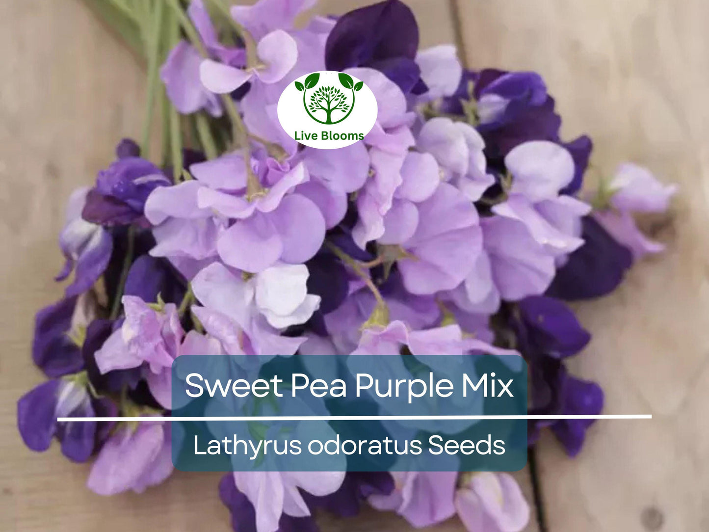 15 Sweet Pea Purple Mix Seeds | Fragrant Non-GMO Climbing Vines for Trellises & Arbors