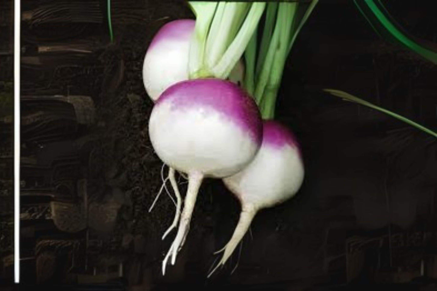 Turnip Seeds Purple Top White Globe Heirloom Brassica rapa var. rapa 1g for Root Vegetables & Greens