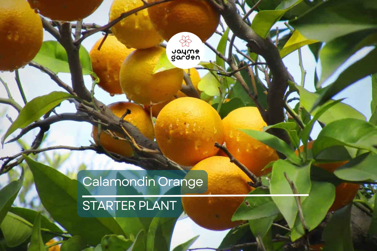 Calamondin Orange Tree Seedling | 4-6" Potted | Self-Pollinating Citrus | Citrus spp. | Indoor/Outdoor Plant Zones 8-11