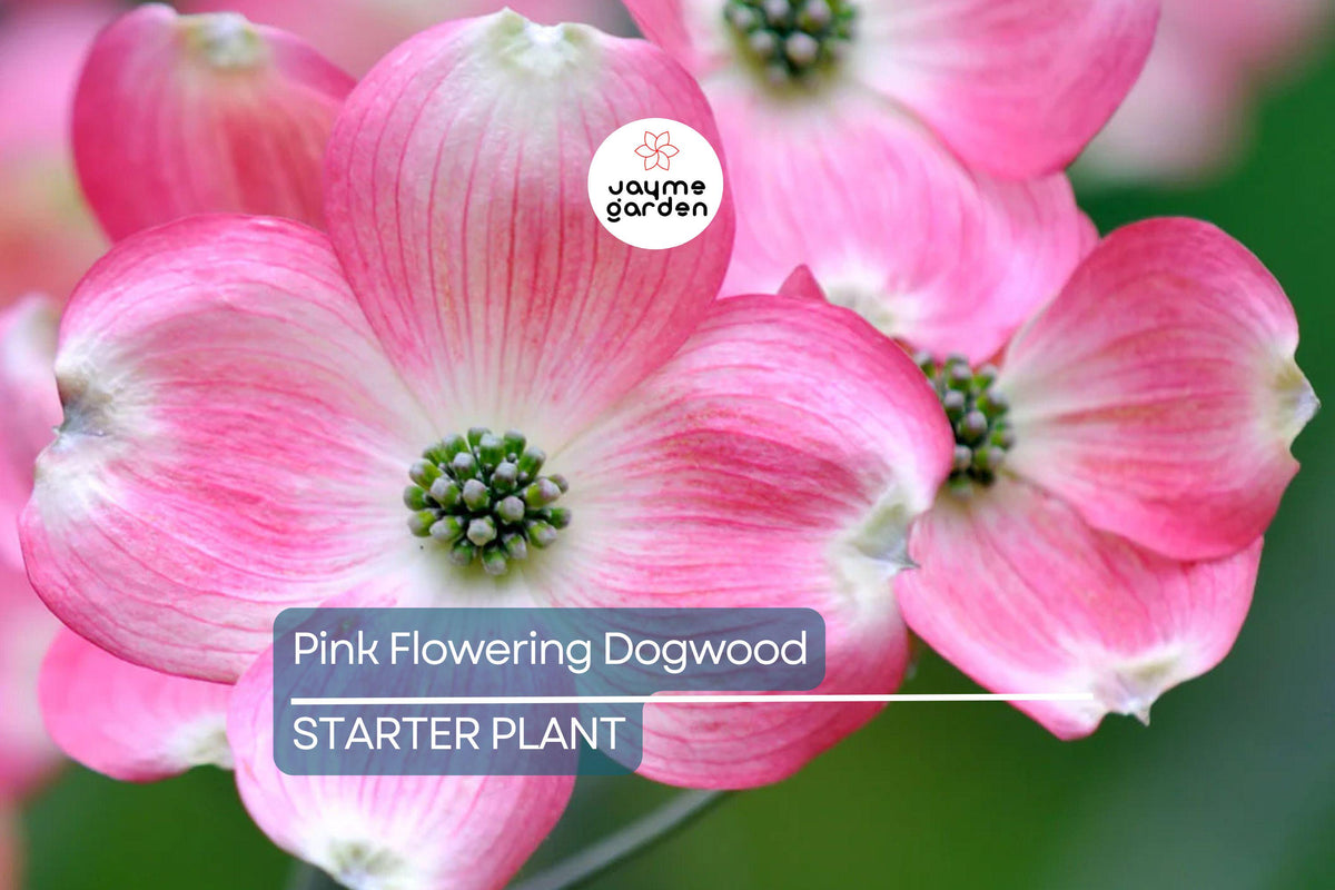 Pink Flowering Dogwood Tree - 10-12" Well-Rooted Deciduous with Stunning Pink Flowers, Cornus florida, Ships in Pot