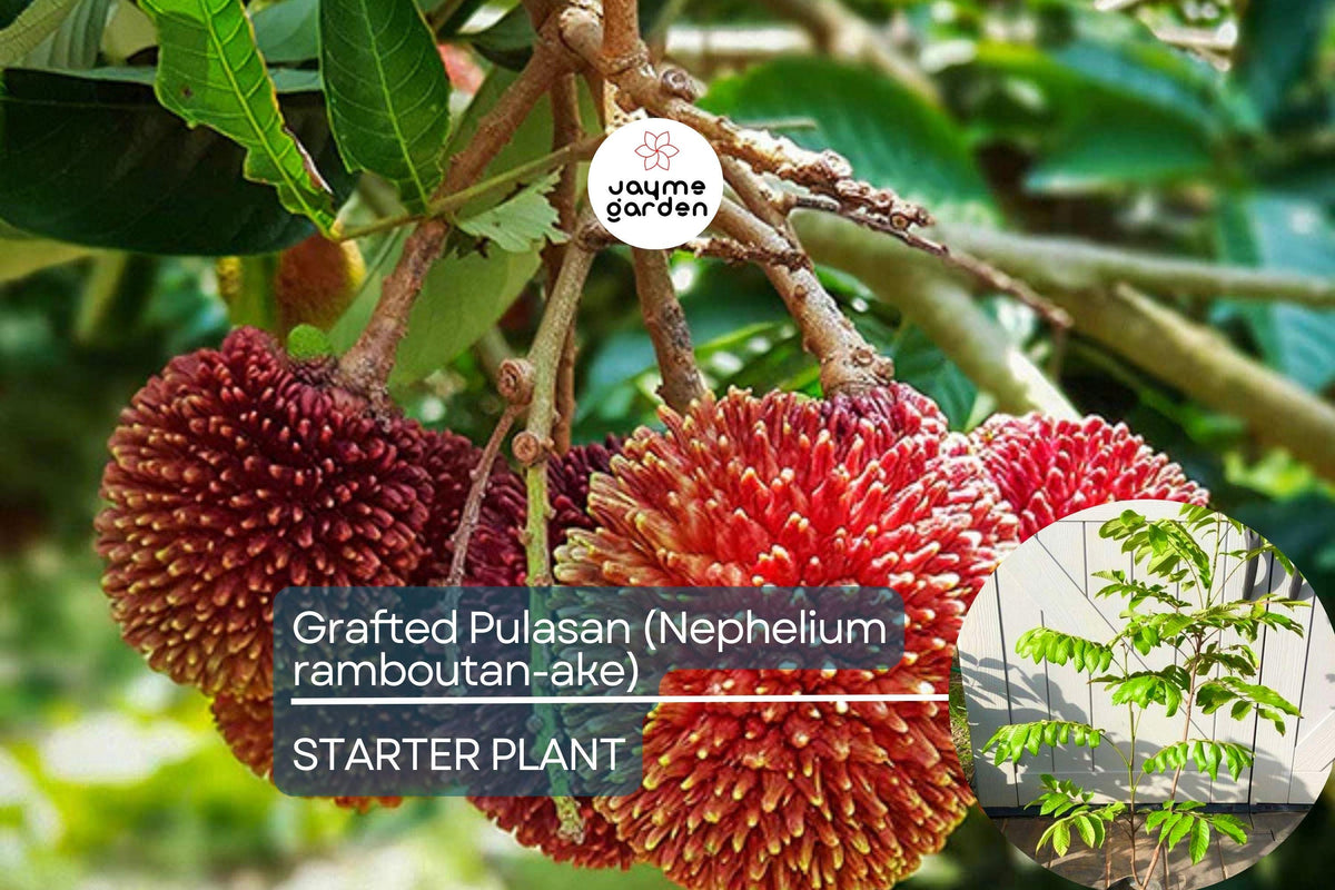 Grafted Pulasan Tree 24"-36" | Nephelium Ramboutan-Ake | Exotic Tropical Fruit Plant | Sweet, Juicy, Fast Fruiting