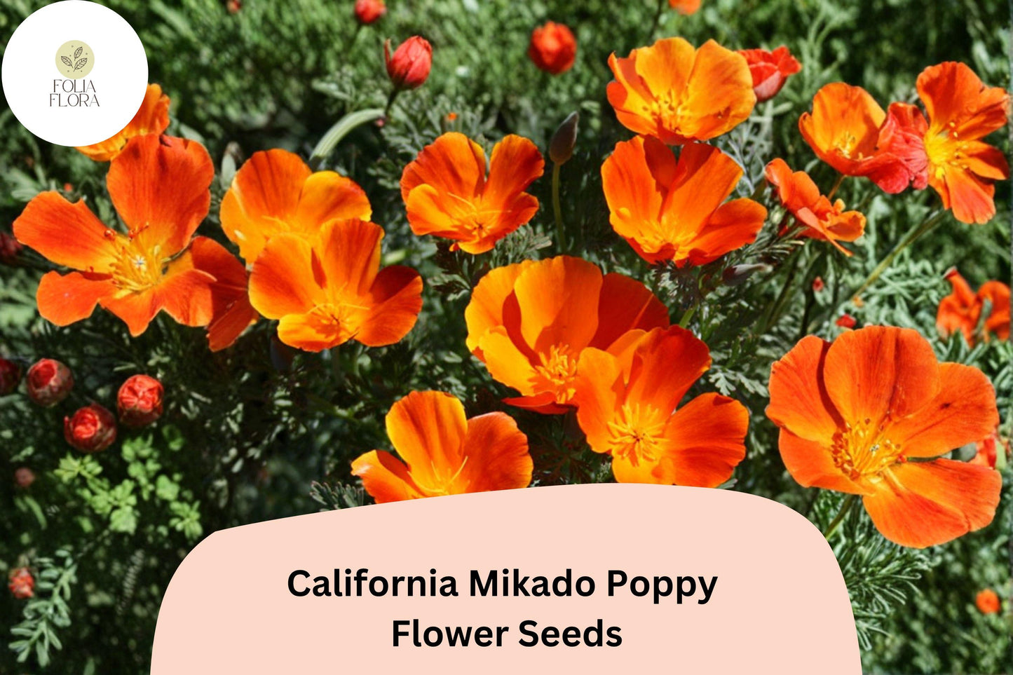 200+ California Mikado Poppy Seeds - Vibrant Red & Orange Wildflowers for Easy Garden Planting