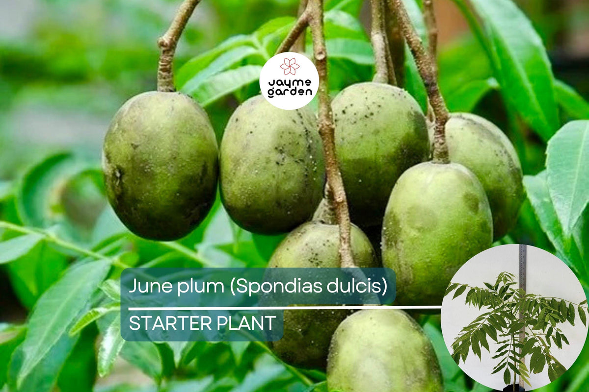 June Plum Tree Starter 12"-24" | Spondias dulcis | Tropical Fruit Tree for Garden or Patio | Sweet & Tangy Exotic Fruits