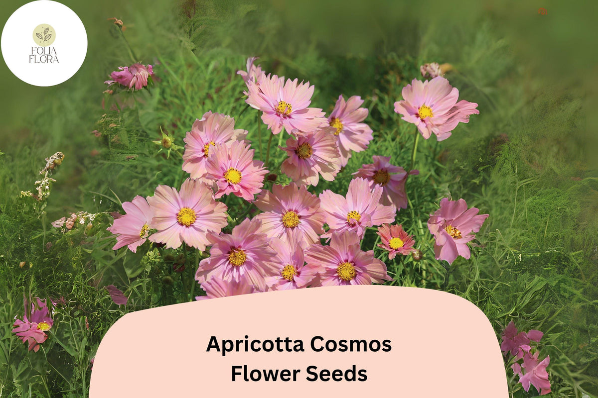 200+ Apricotta Cosmos Seeds | Peach Apricot Flowers | Cosmos Bipinnatus | Easy-to-Grow Annual for Pollinator Gardens