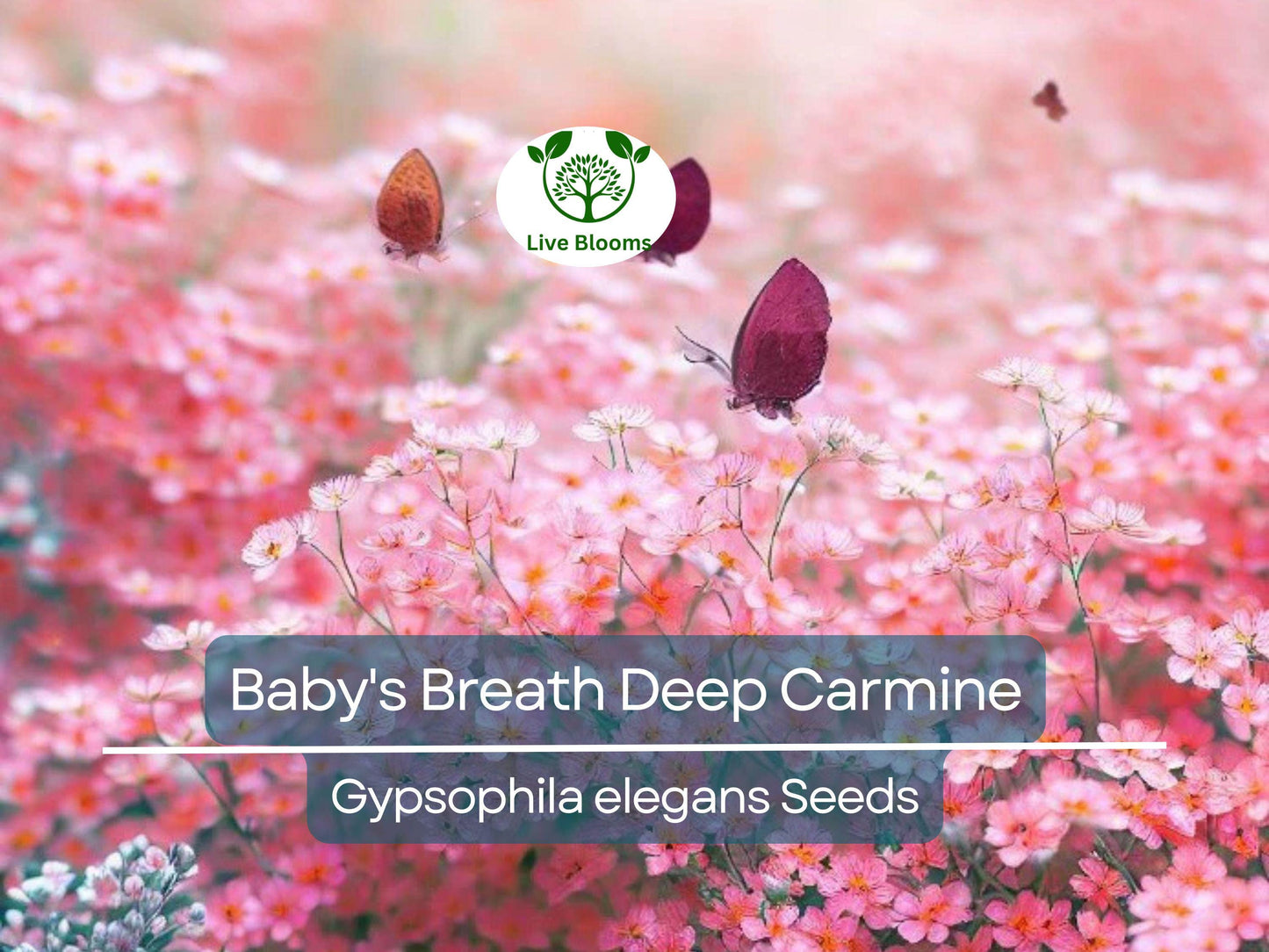 1000 Seeds Baby's Breath Deep Carmine - Non-GMO Crimson Red Flowers, Pollinator-Friendly Gypsophila elegans
