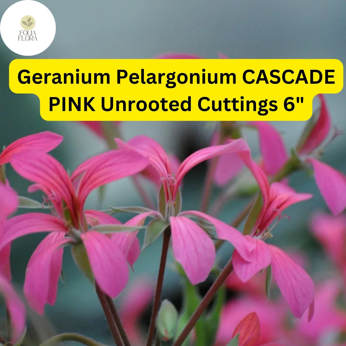 Geranium Cuttings 6" Live 3-Pack Cascade Pink Pelargonium, Trailing Flowering Plant, Vibrant Blooms, Easy-Care Garden Plant