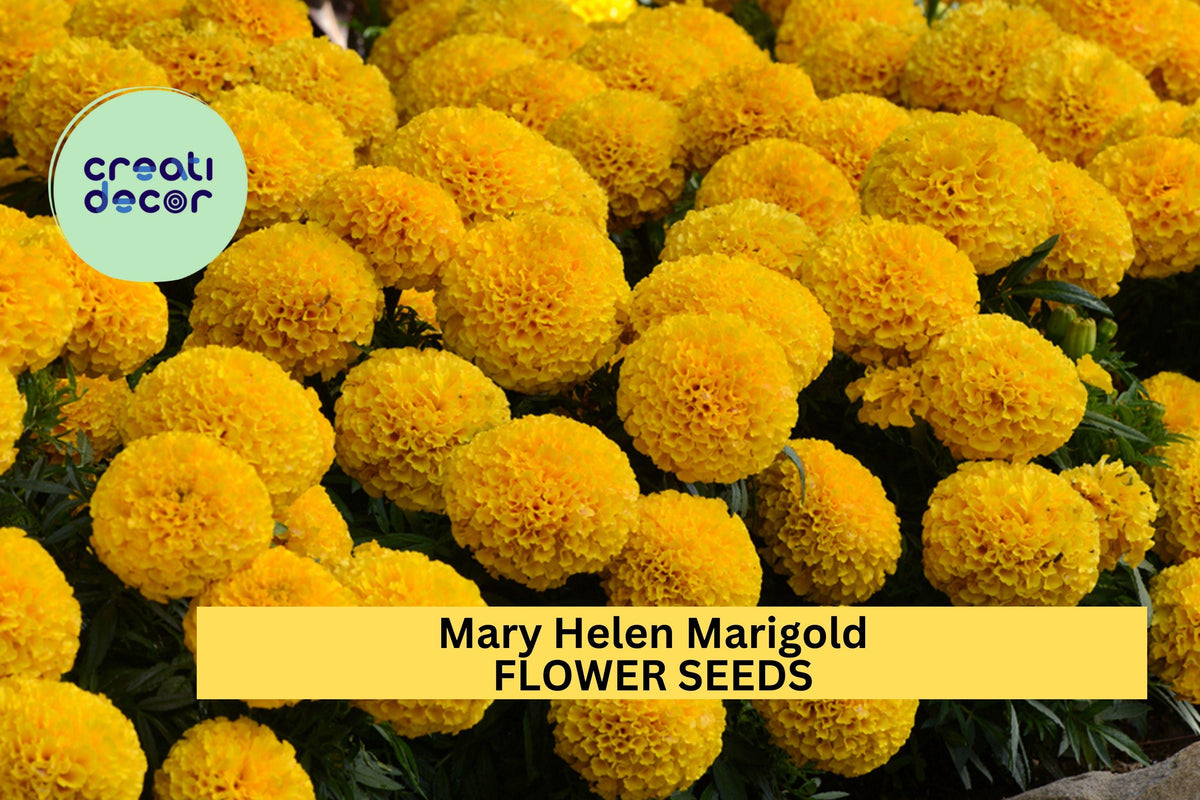 25+ Mary Helen Marigold Seeds – Golden-Yellow Double Blooms for Sunny Gardens & Containers
