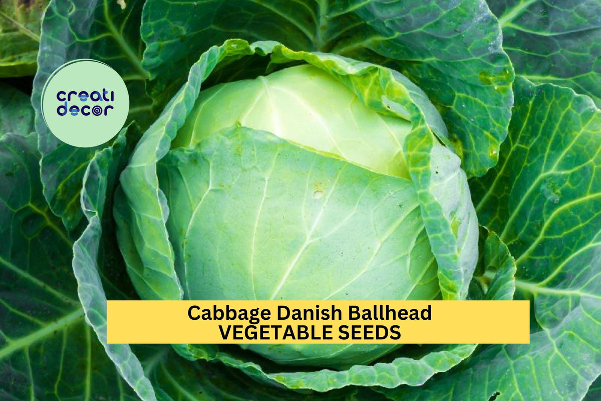 Danish Ballhead Cabbage Seeds 3pcs - Heirloom Vegetable Seeds for Garden - Brassica oleracea - Perfect for Slaw & Fermenting