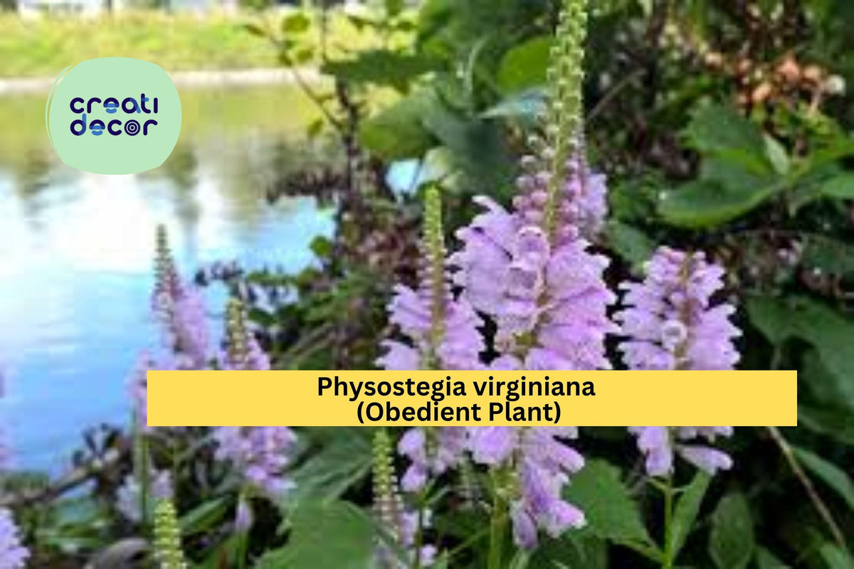 Physostegia Virginiana Seeds - Obedient Plant Native Perennial, 50 Seeds for Sun to Part Shade Gardens