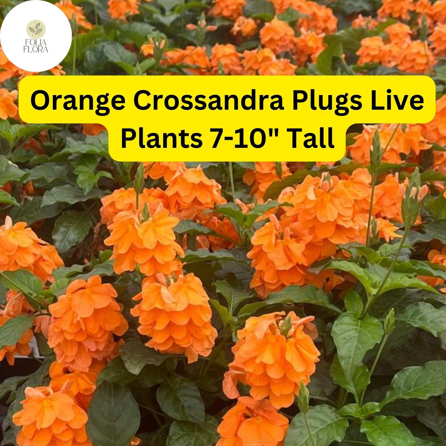 Orange Crossandra Live Plant - Firecracker Flower, Vibrant Orange Blooms, 7-10" Tall Plug