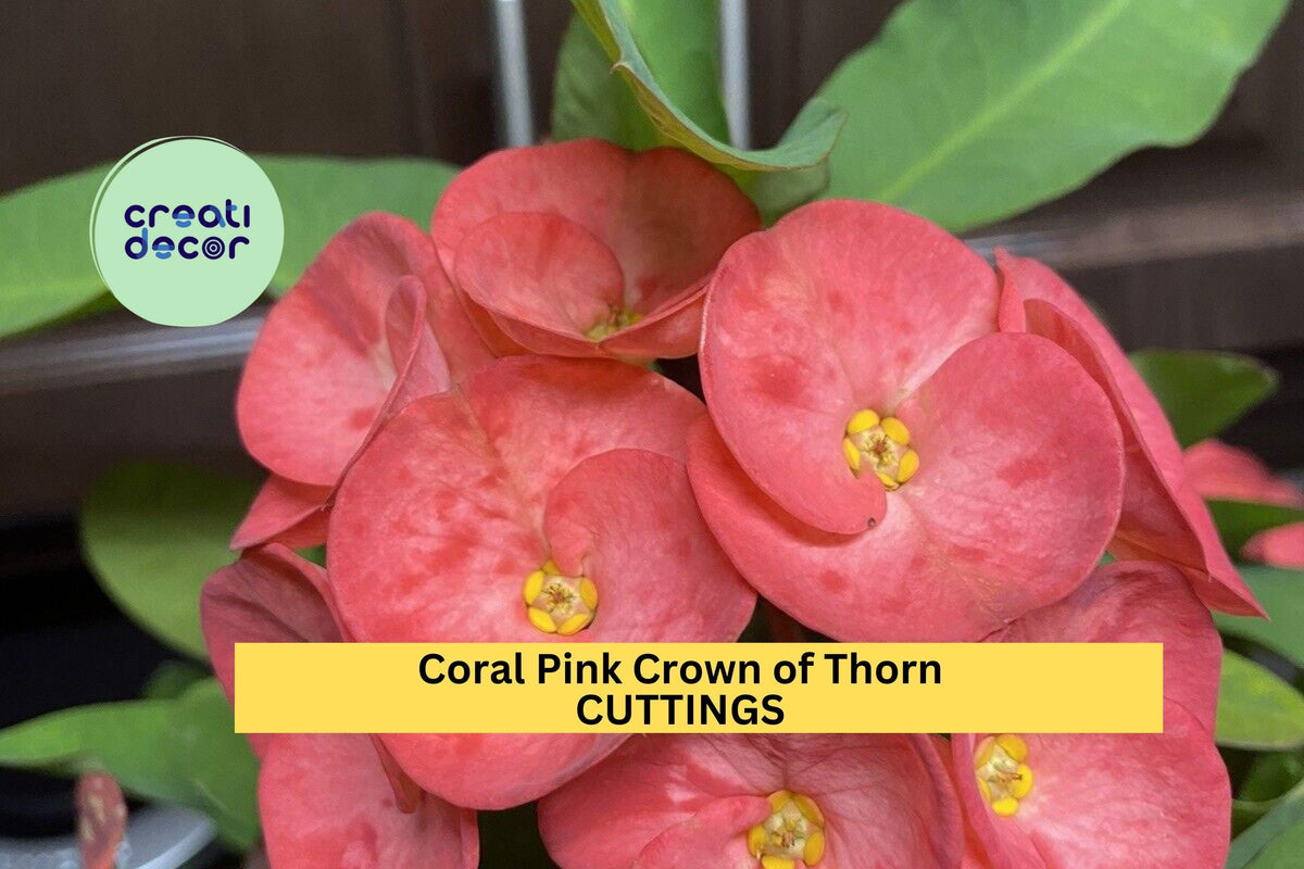 Coral Pink Crown of Thorns Cutting – Euphorbia milii Large Bloom Succulent for Sunny Patios & Gardens