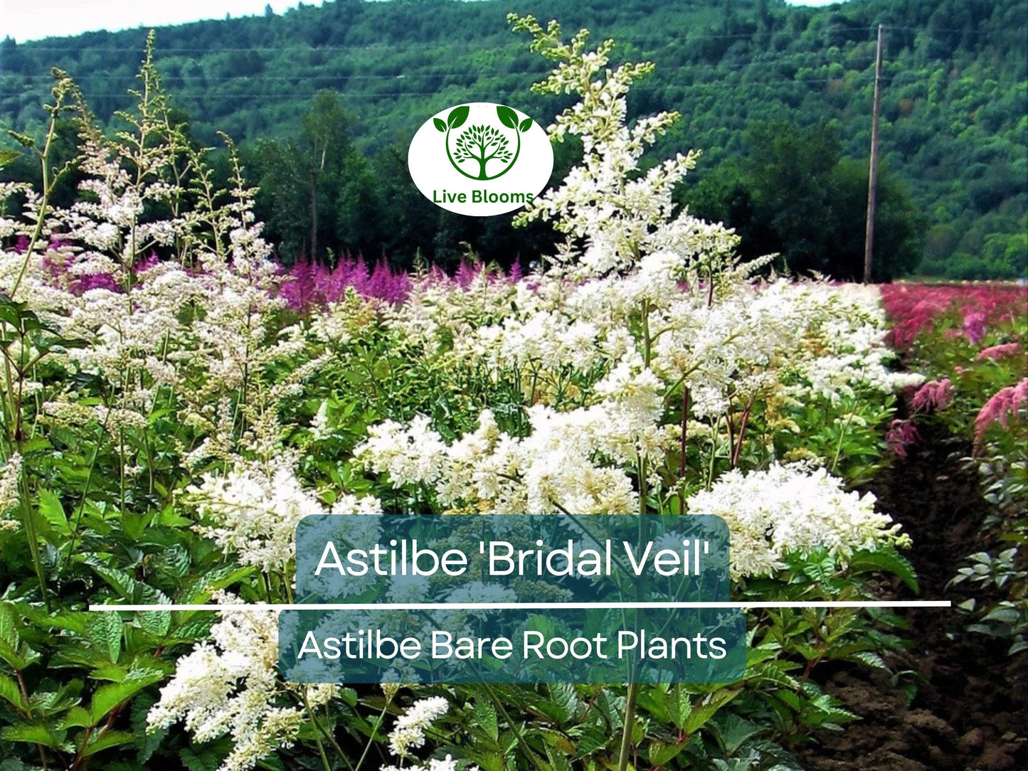 Astilbe 'Bridal Veil' Live Bare Root Plant – White Summer Blooms for Shade Gardens