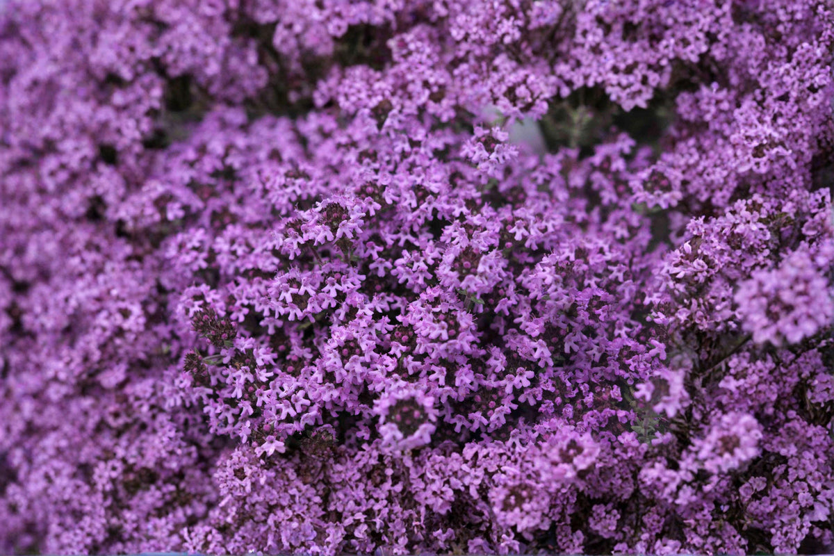 Creeping Thyme Seeds - 100 Non-GMO Seeds - Fragrant Ground Cover Herb - Thymus serpyllum - Pollinator Friendly Perennial