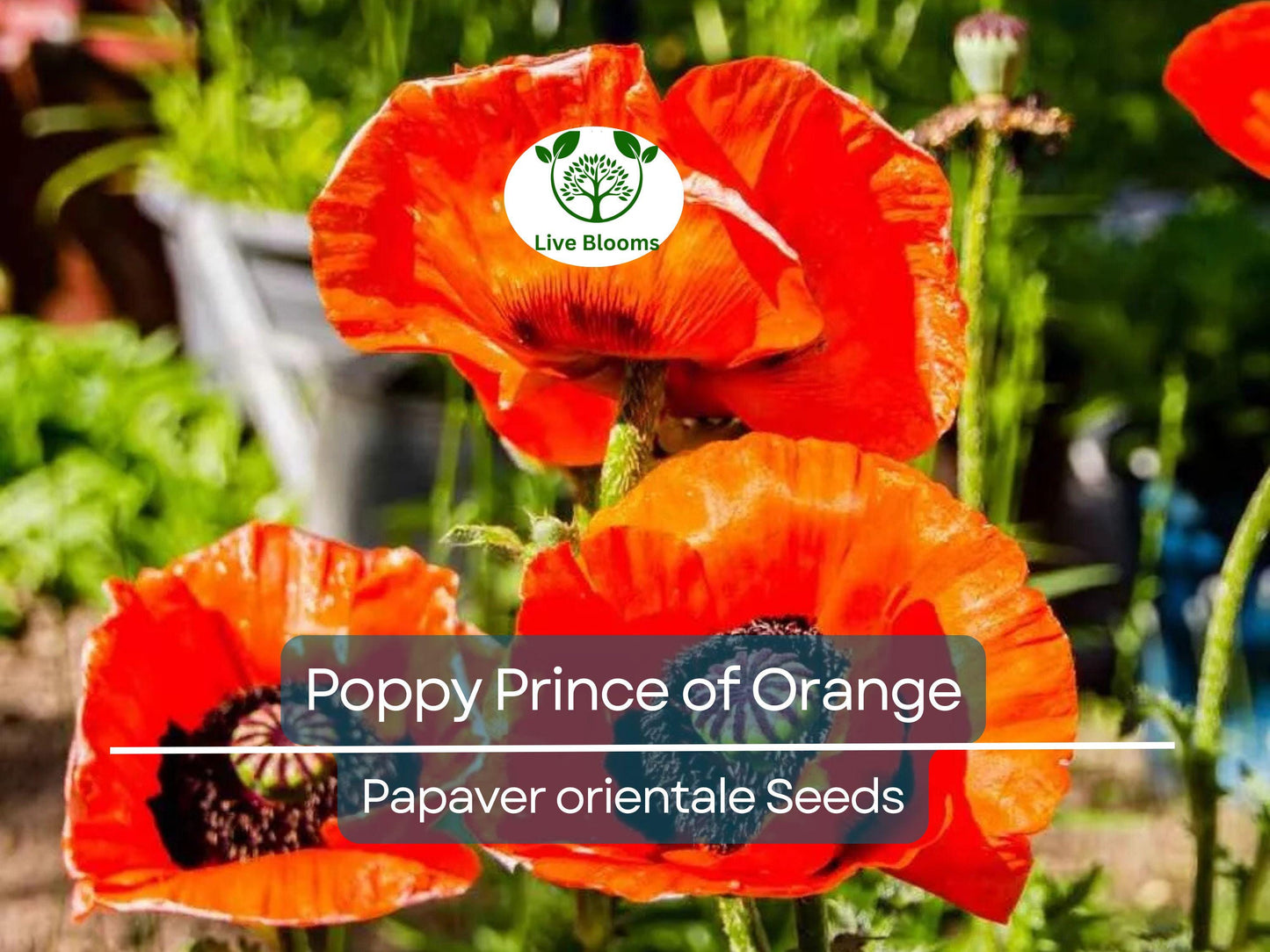 500 Seeds Oriental Poppy ‘Prince of Orange’ – Non-GMO Perennial with Red-Orange Blooms for Pollinators & Cut Flowers