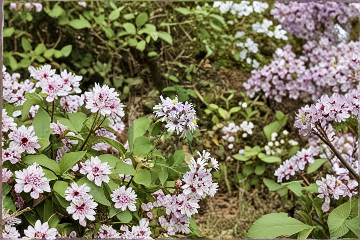 Drummond's Aster Seeds | 100 Seeds | Native Wildflower | Symphyotrichum drummondii | Pollinator Garden Plant