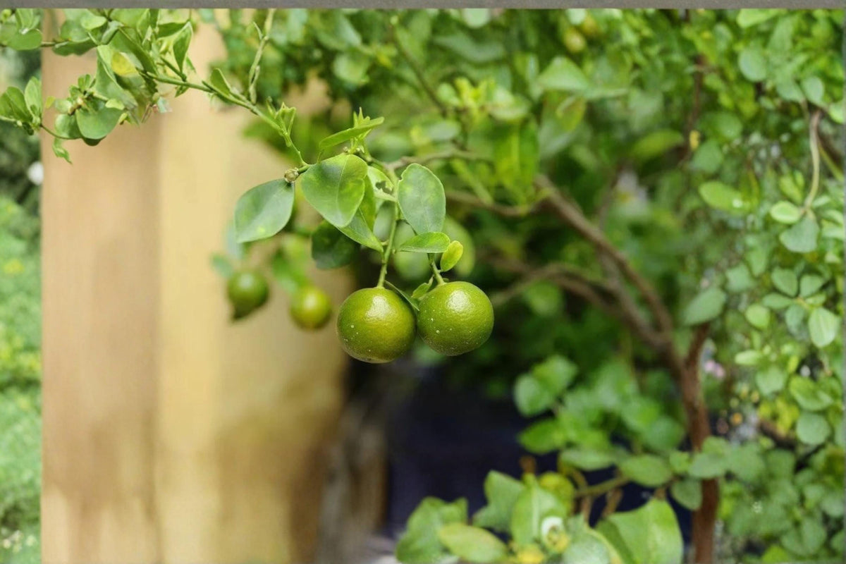 Green Kumquat Plant 8-12" Live Citrus Tree Citrus japonica Compact Evergreen with Glossy Foliage and Fragrant Blossoms