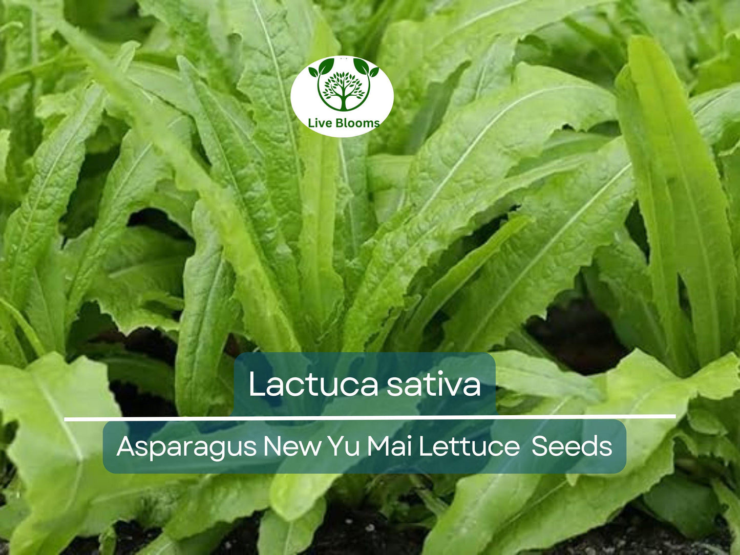 300 Asparagus Lettuce Seeds - New Yu Mai | Lactuca sativa | Unique Stem & Leaf Lettuce for Asian Cuisine