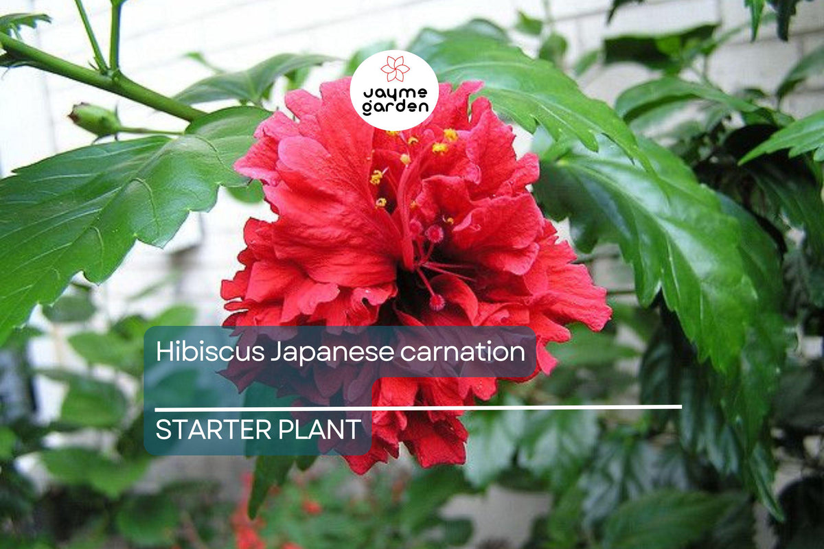 Japanese Carnation Starter Plant - Compact Fragrant Blooms, Easy-Care Annual Flower, Dianthus chinensis for Borders & Containers