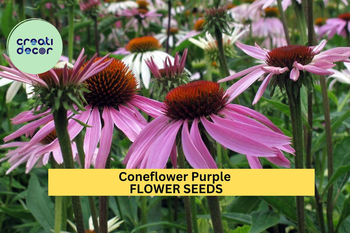 Purple Coneflower Seeds - 3 Pack of 500mg - Echinacea purpurea - Native Perennial for Pollinator Gardens & Wildflower Displays