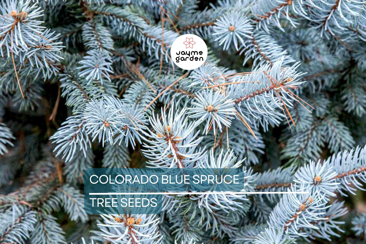20 Colorado Blue Spruce Seeds - Cold Hardy Evergreen, Picea pungens ‘Glauca’, Bonsai & Landscaping Potential