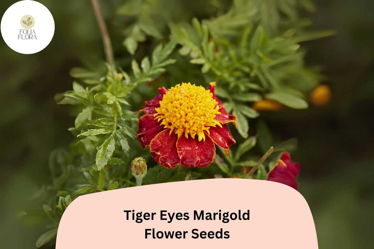 25+ Tiger Eyes Marigold Seeds | Yellow-Red Blooms | Tagetes patula | Easy Annual, Pollinator-Friendly Garden Plant