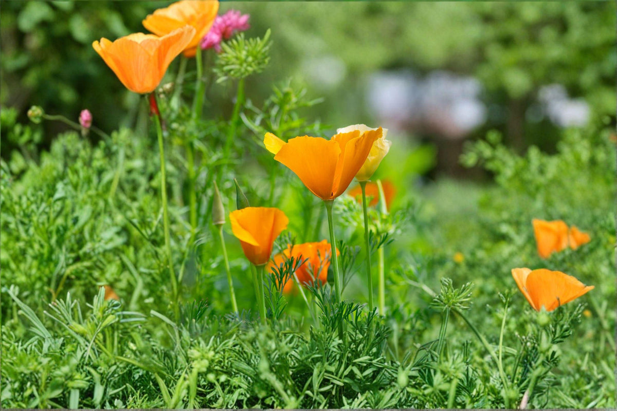 California Poppy Seeds - 50 Bright Orange Wildflower Seeds - Eschscholzia californica - Drought Tolerant Pollinator Plant