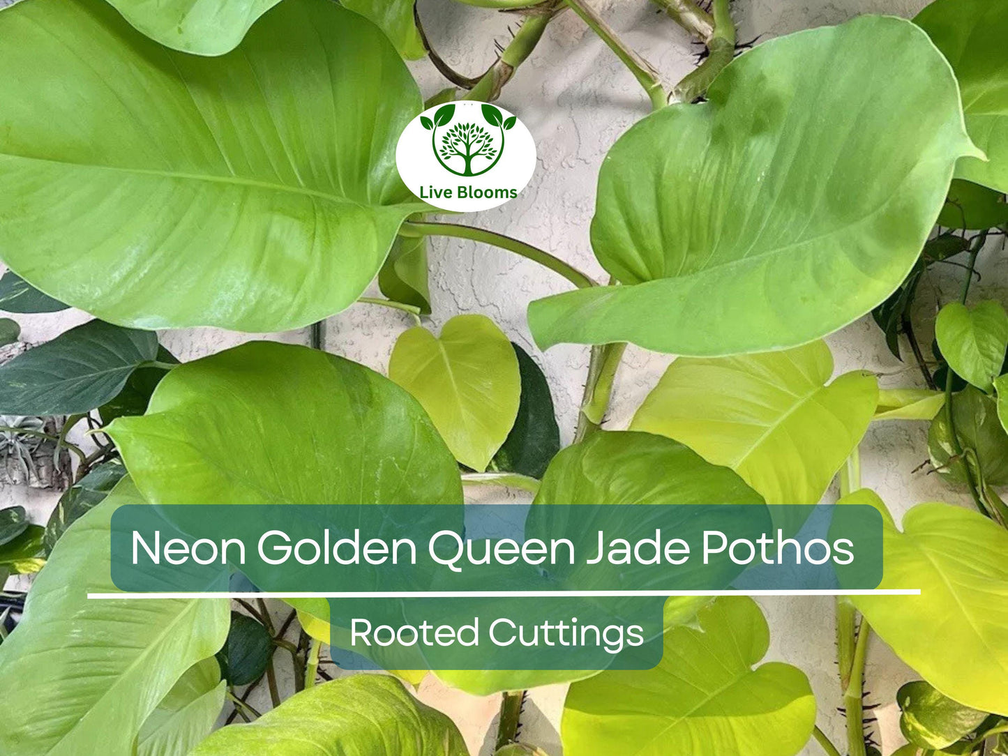 2x 10” Rooted Neon Golden Queen Jade Pothos Cuttings | Easy Care Indoor Vine for Home Decor & Propagation