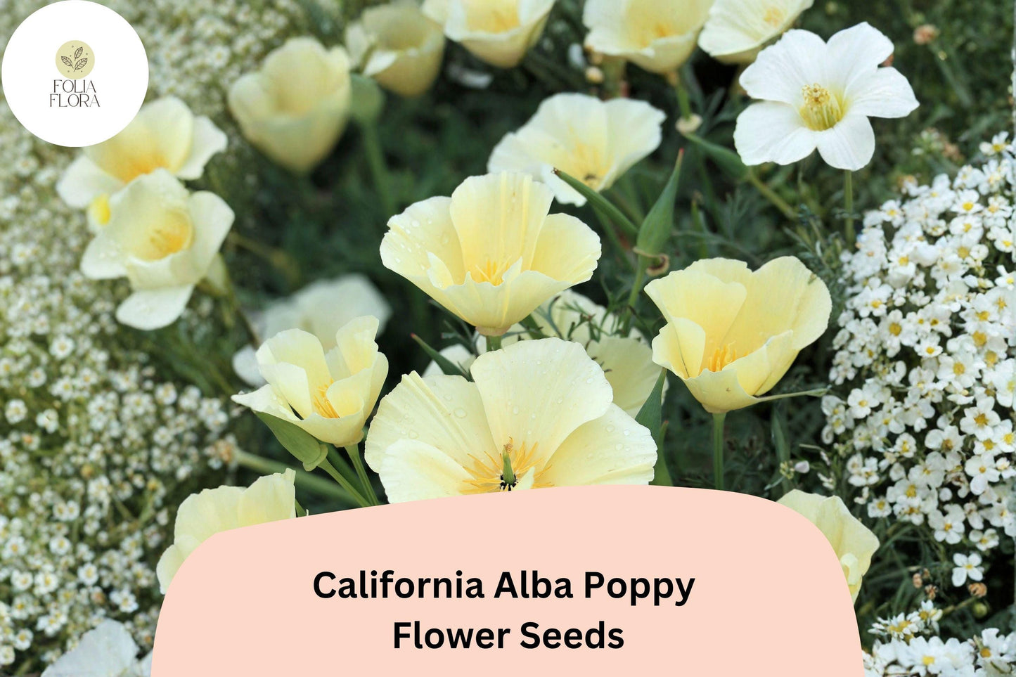200+ California Alba Poppy Seeds | White Bloom Eschscholzia californica | Easy to Grow Wildflower Seeds