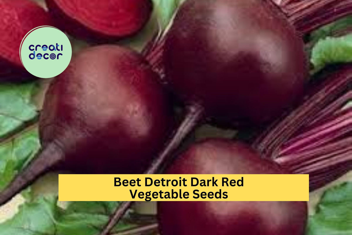 Beet Seeds 3pcs x 1g Detroit Dark Red Heirloom Beta vulgaris for Garden Beds, Raised Rows, or Container Growing