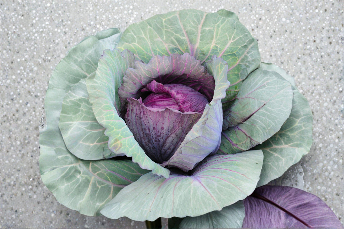 Red Acre Cabbage Seeds - 250 Heirloom Seeds, Compact Purple-Red Heads, Brassica oleracea var. capitata, Cold-Hardy & Sweet Flavor