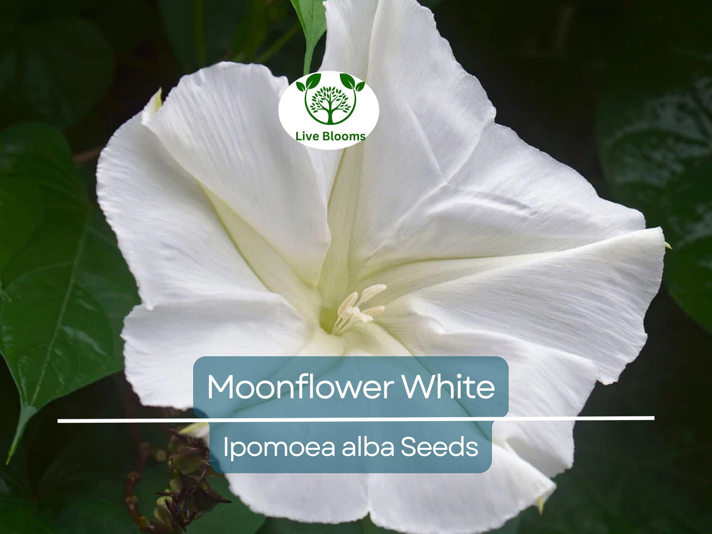 25 Seeds MOONFLOWER WHITE - Night Blooming Vine Ipomoea alba, Fragrant White Flowers, Non-GMO