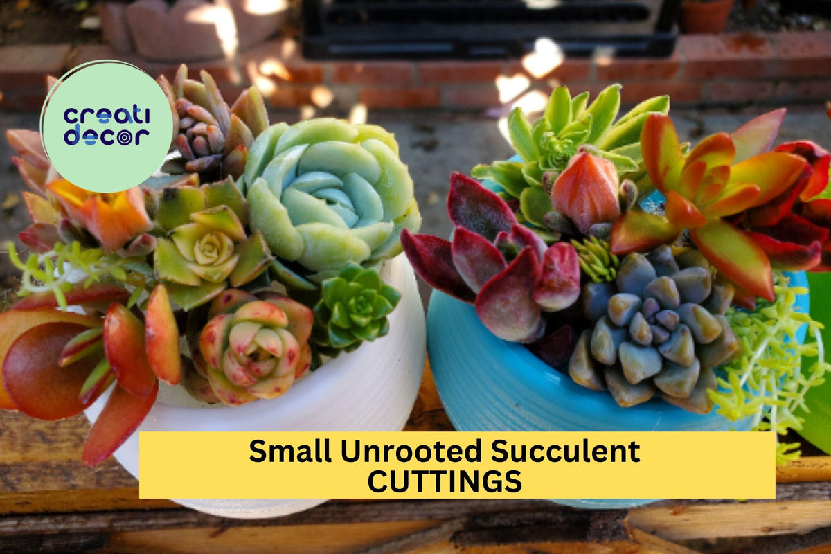 10 Small Succulent Cuttings – Mixed Varieties for DIY Pots, Fairy Gardens & Easy Growing