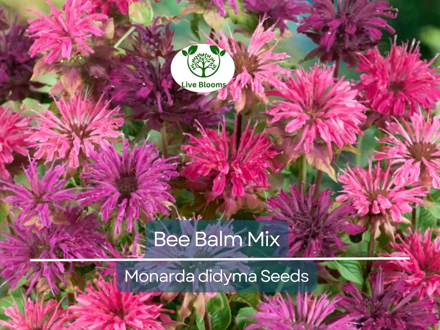 90 Seeds Bee Balm Monarda Didyma Mixed Colors - Perennial, Non-GMO, Pollinator-Friendly Garden Plant