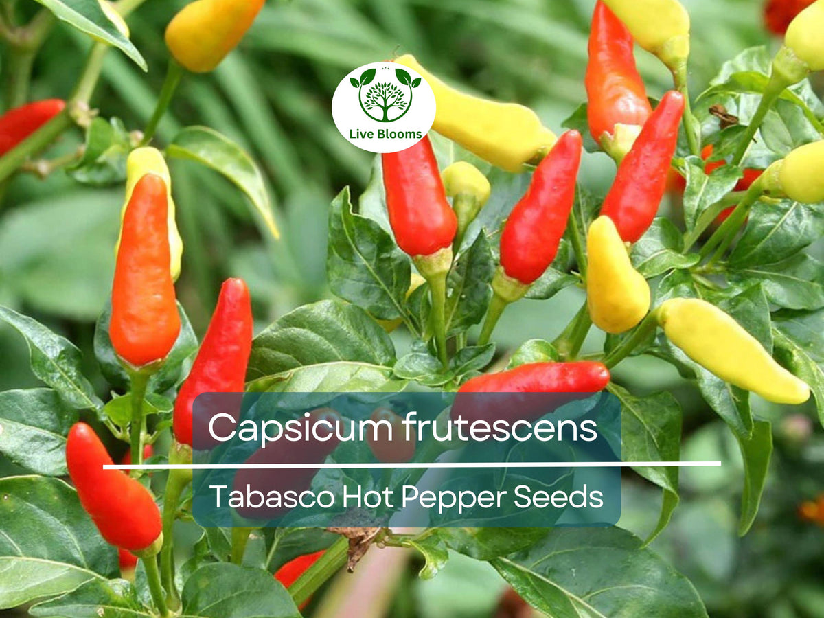 250 mg Tabasco Hot Pepper Seeds - Capsicum frutescens Heirloom for Spicy Cooking & Hot Sauce, Ideal for Home Gardens